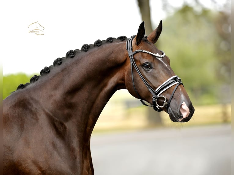 Oldenburgo Caballo castrado 4 años 169 cm Castaño in Vechta
