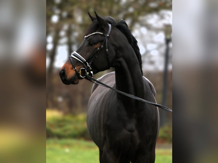 Oldenburgo Caballo castrado 4 años 169 cm Morcillo in Rehburg-Loccum Münchehagen