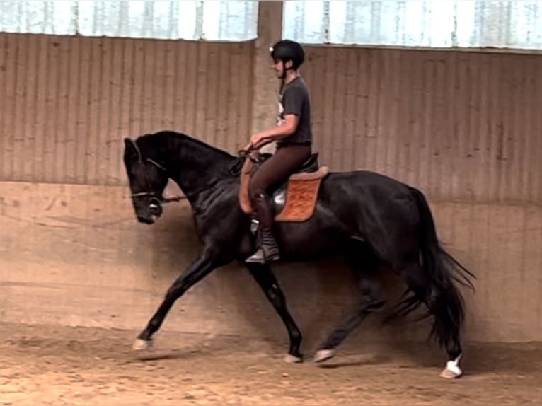 Oldenburgo Caballo castrado 4 años 169 cm Negro in Wien, Leopoldstadt