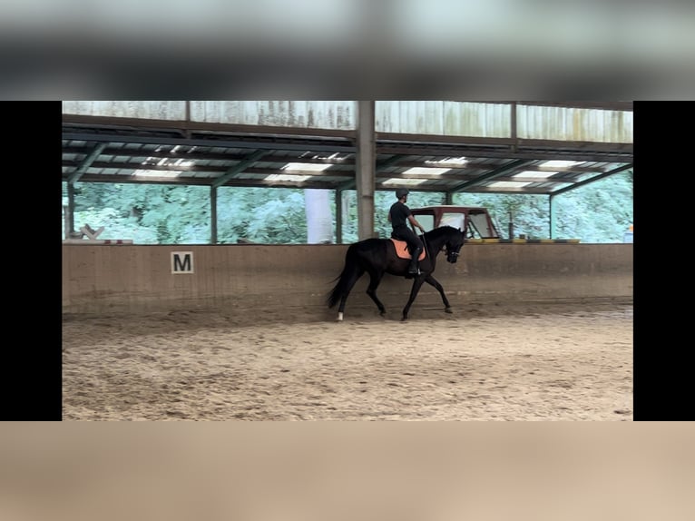 Oldenburgo Caballo castrado 4 años 169 cm Negro in Wien, Leopoldstadt