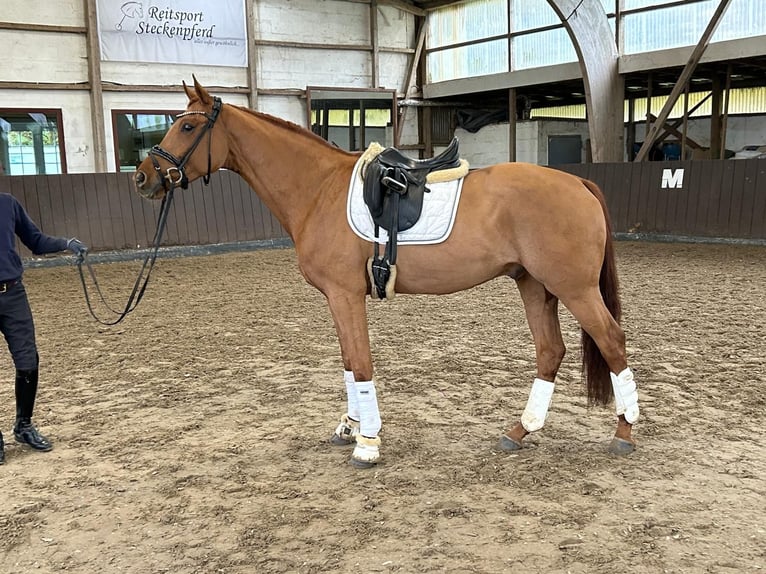 Oldenburgo Caballo castrado 4 años 170 cm Alazán in Schierensee