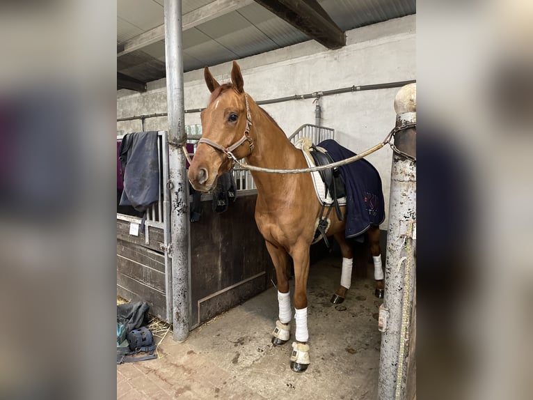 Oldenburgo Caballo castrado 4 años 170 cm Alazán in Schierensee