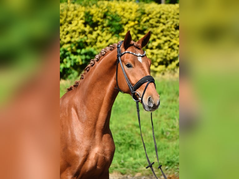 Oldenburgo Caballo castrado 4 años 170 cm Alazán in Fürstenau