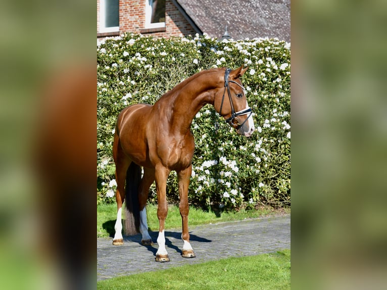 Oldenburgo Caballo castrado 4 años 170 cm Alazán in Vechta