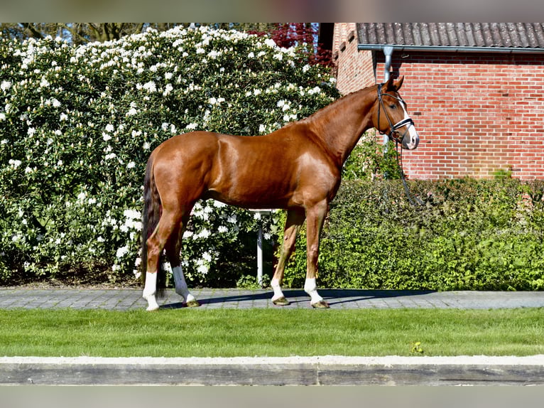 Oldenburgo Caballo castrado 4 años 170 cm Alazán in Vechta