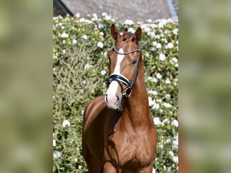 Oldenburgo Caballo castrado 4 años 170 cm Alazán in Vechta