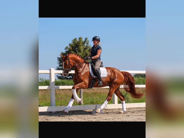 Oldenburgo Caballo castrado 4 años 170 cm Alazán in Wangerland Hohenkirchen