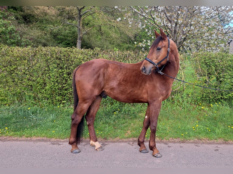 Oldenburgo Caballo castrado 4 años 170 cm Alazán-tostado in Seesbach