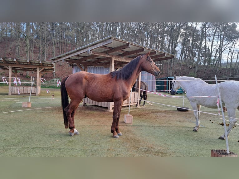 Oldenburgo Caballo castrado 4 años 170 cm Alazán-tostado in Seesbach