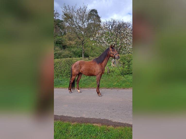 Oldenburgo Caballo castrado 4 años 170 cm Alazán-tostado in Seesbach