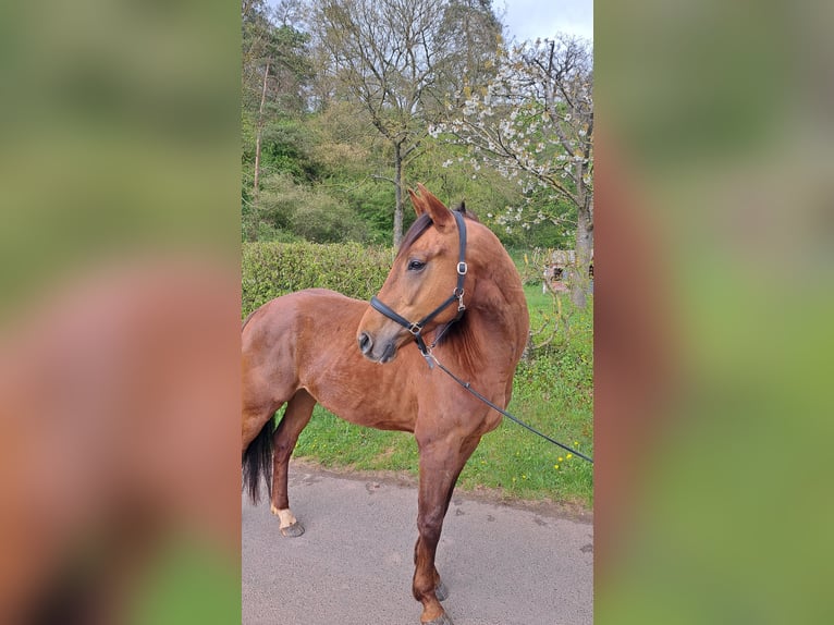 Oldenburgo Caballo castrado 4 años 170 cm Alazán-tostado in Seesbach