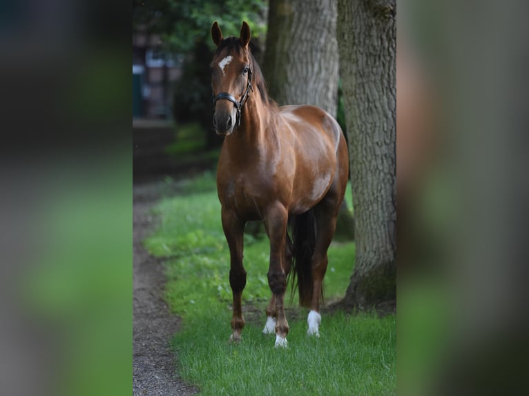 Oldenburgo Caballo castrado 4 años 170 cm Alazán-tostado in Großenkneten