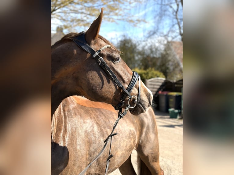 Oldenburgo Caballo castrado 4 años 170 cm Alazán-tostado in Hamburg