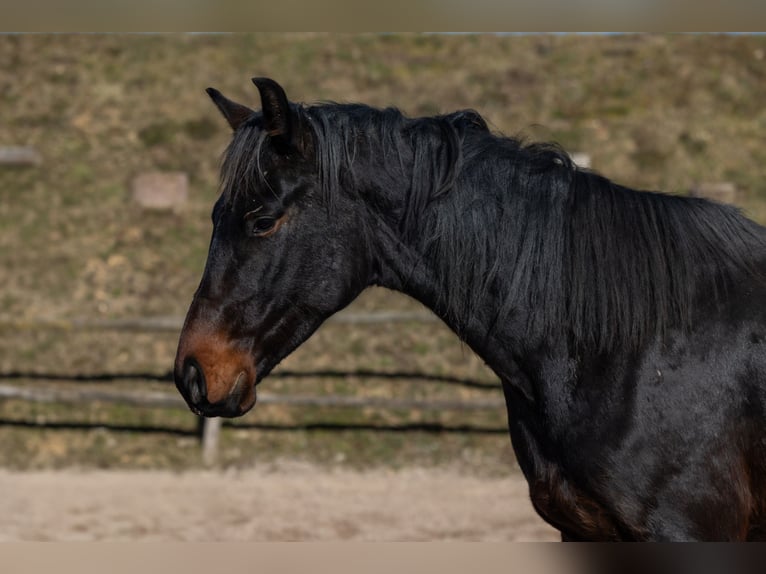 Oldenburgo Caballo castrado 4 años 170 cm Castaño in Geisenheim