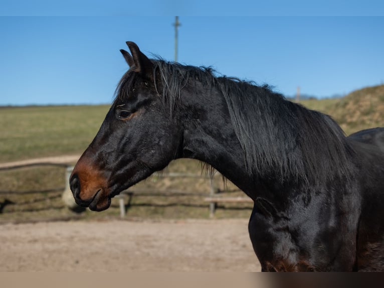Oldenburgo Caballo castrado 4 años 170 cm Castaño in Geisenheim