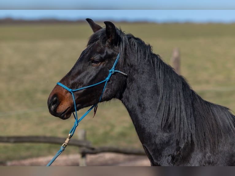 Oldenburgo Caballo castrado 4 años 170 cm Castaño in Geisenheim
