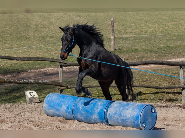 Oldenburgo Caballo castrado 4 años 170 cm Castaño in Geisenheim