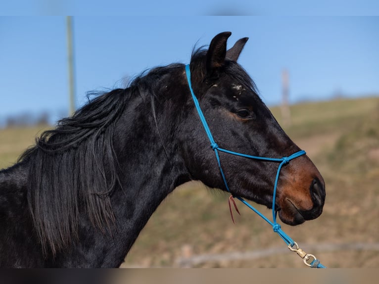 Oldenburgo Caballo castrado 4 años 170 cm Castaño in Geisenheim