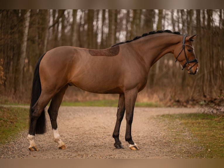 Oldenburgo Caballo castrado 4 años 170 cm Castaño in Wehringen