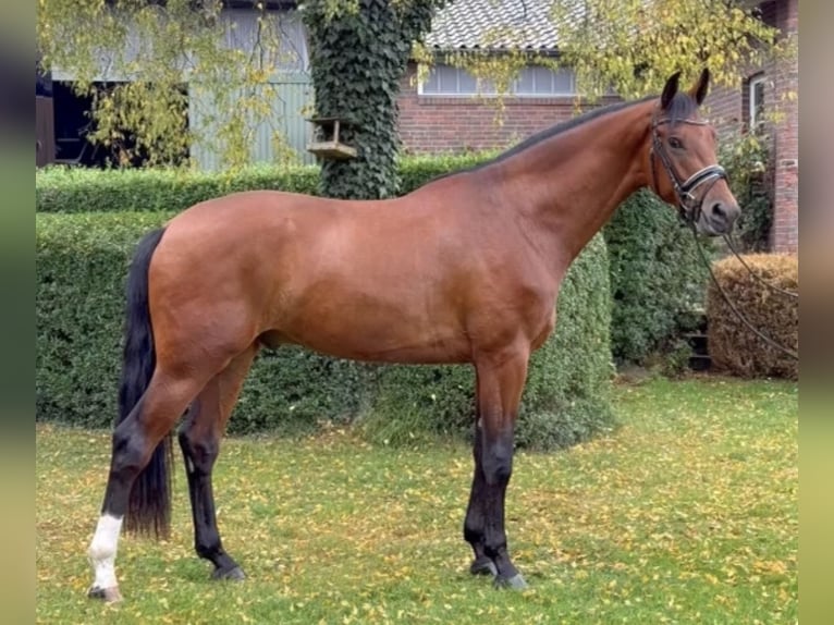 Oldenburgo Caballo castrado 4 años 170 cm Castaño in Hemmoor