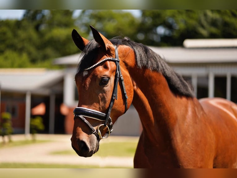 Oldenburgo Caballo castrado 4 años 170 cm Castaño in Dorsten