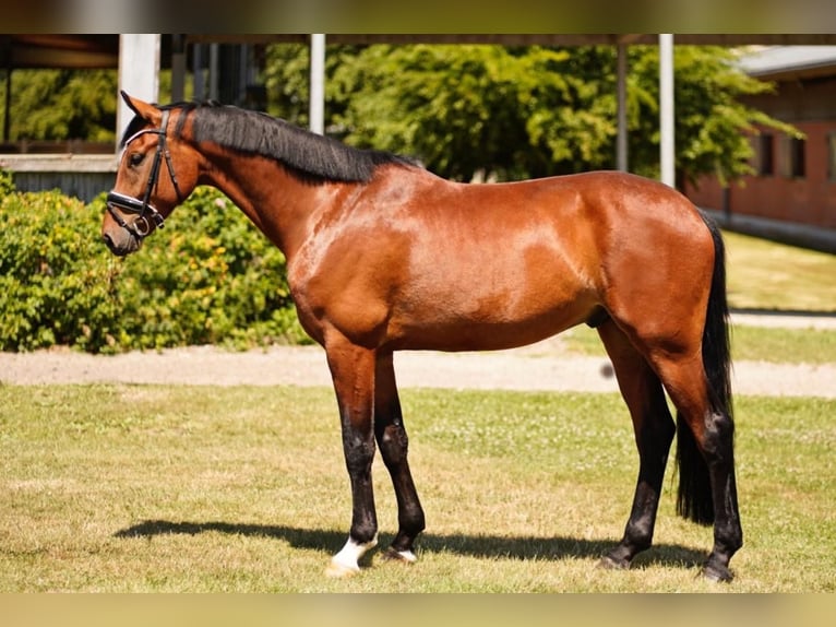 Oldenburgo Caballo castrado 4 años 170 cm Castaño in Dorsten