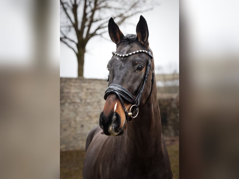 Oldenburgo Caballo castrado 4 años 170 cm Castaño in Hayingen