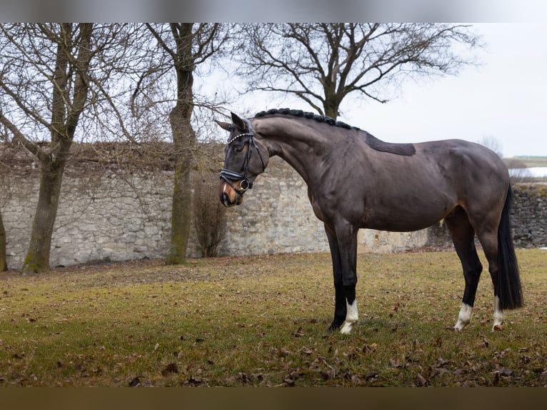 Oldenburgo Caballo castrado 4 años 170 cm Castaño in Hayingen