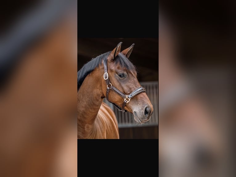 Oldenburgo Caballo castrado 4 años 170 cm Castaño in Weitersweiler