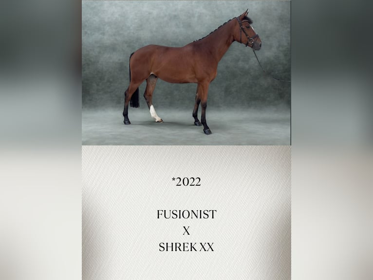 Oldenburgo Caballo castrado 4 años 170 cm Castaño in Güglingen