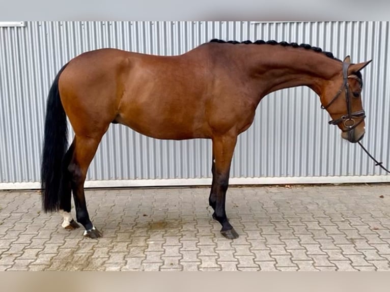 Oldenburgo Caballo castrado 4 años 170 cm Castaño in Güglingen