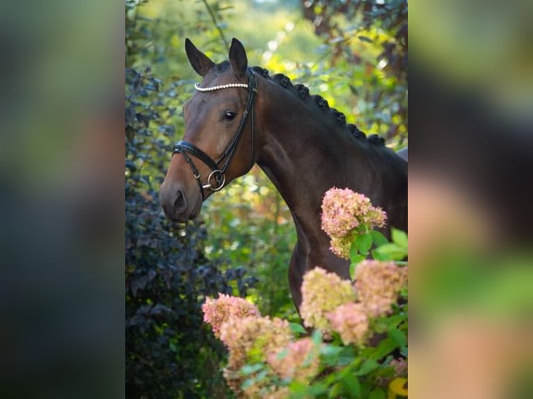 Oldenburgo Caballo castrado 4 años 170 cm Castaño oscuro in Ankum