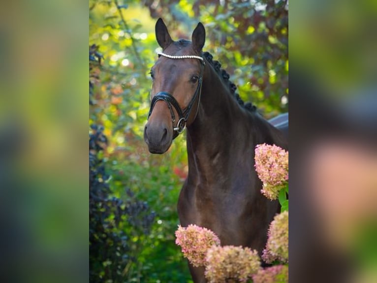 Oldenburgo Caballo castrado 4 años 170 cm Castaño oscuro in Ankum