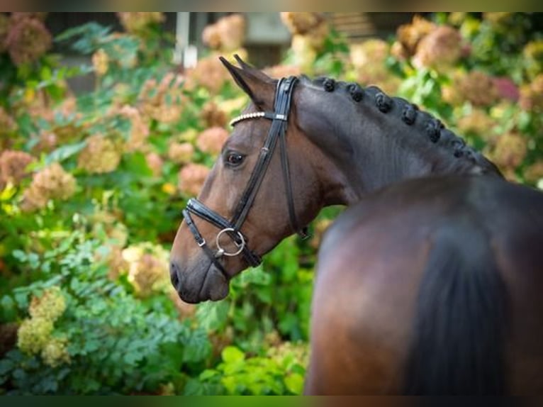 Oldenburgo Caballo castrado 4 años 170 cm Castaño oscuro in Ankum