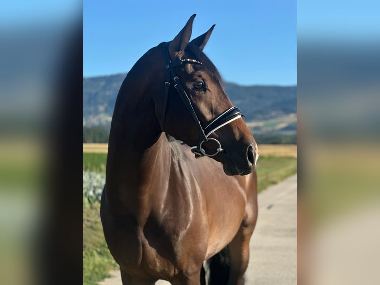 Oldenburgo Caballo castrado 4 años 170 cm Castaño oscuro in Deitingen