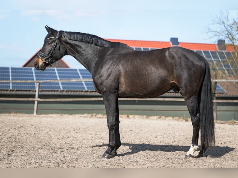 Oldenburgo Caballo castrado 4 años 170 cm Castaño oscuro in MalsfelD