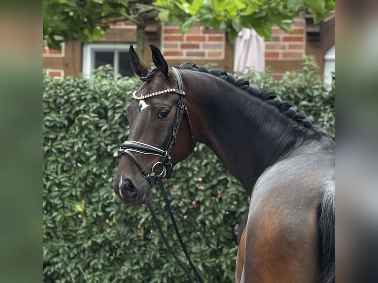 Oldenburgo Caballo castrado 4 años 170 cm Castaño oscuro in Visbek
