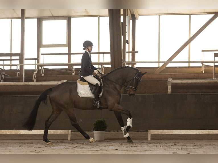 Oldenburgo Caballo castrado 4 años 170 cm Castaño oscuro in Hohenahr
