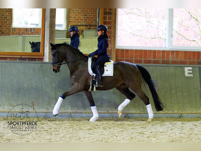 Oldenburgo Caballo castrado 4 años 170 cm Castaño oscuro in Werl