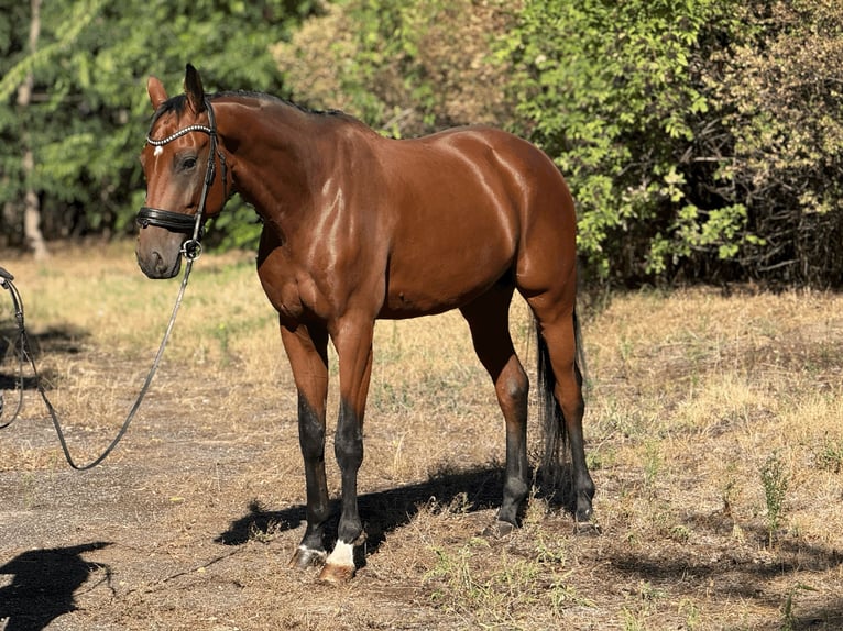 Oldenburgo Caballo castrado 4 años 170 cm Castaño rojizo in Budapest