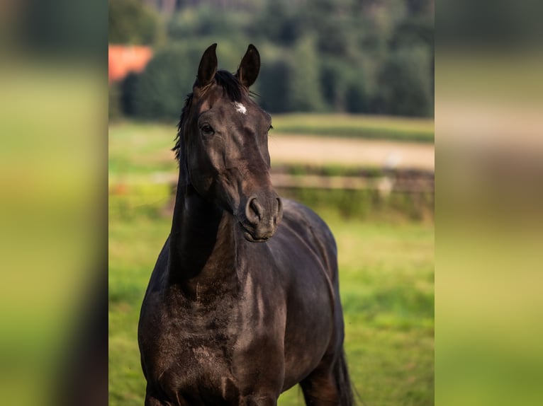 Oldenburgo Caballo castrado 4 años 170 cm Morcillo in Hamminkeln