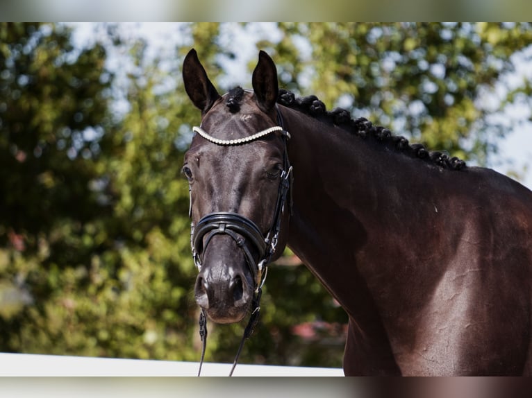 Oldenburgo Caballo castrado 4 años 170 cm Negro in Hohenstein Bernloch