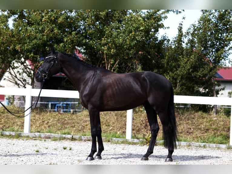 Oldenburgo Caballo castrado 4 años 170 cm Negro in Hohenstein Bernloch