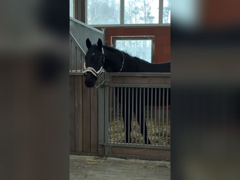Oldenburgo Caballo castrado 4 años 170 cm Negro in Gifhorn