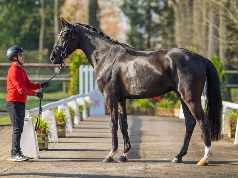 Oldenburgo Caballo castrado 4 años 170 cm Negro in Münster-Handorf