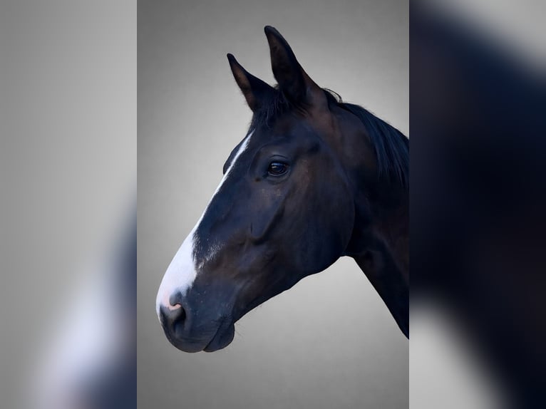 Oldenburgo Caballo castrado 4 años 170 cm Negro in Steinach