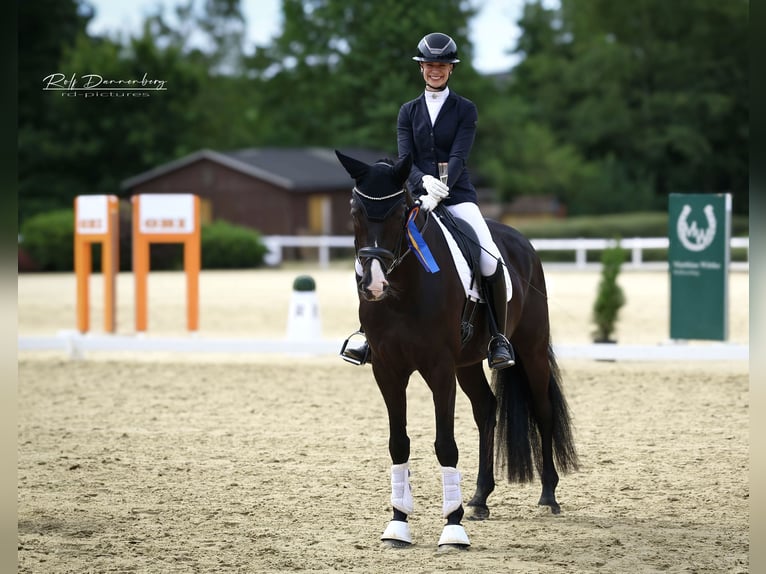 Oldenburgo Caballo castrado 4 años 170 cm Negro in Windeck