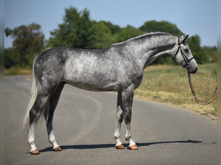 Oldenburgo Caballo castrado 4 años 170 cm Tordo in Bekesszentandras