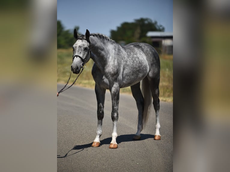 Oldenburgo Caballo castrado 4 años 170 cm Tordo in Bekesszentandras