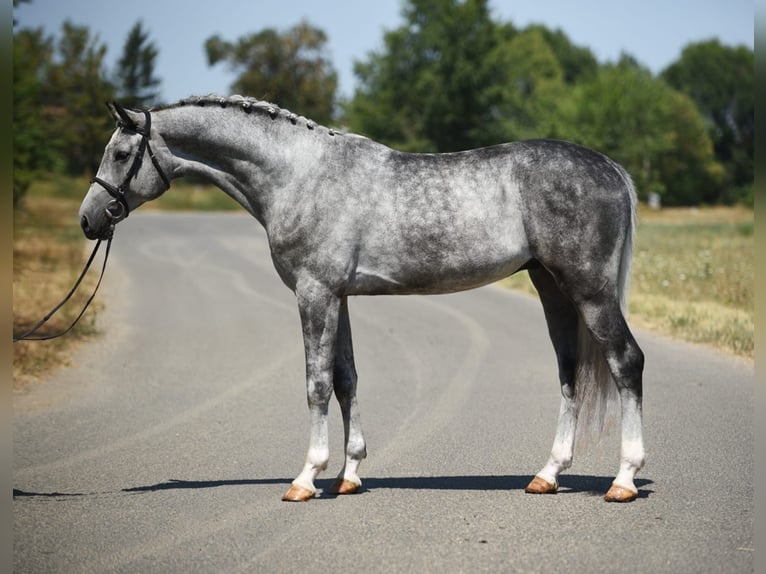 Oldenburgo Caballo castrado 4 años 170 cm Tordo in Bekesszentandras